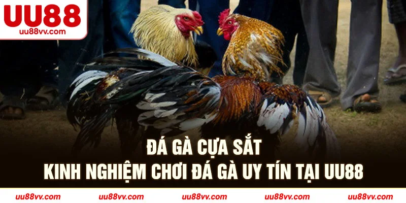 Đá gà cựa sắt kinh nghiệm chơi đá gà uy tín tại UU88