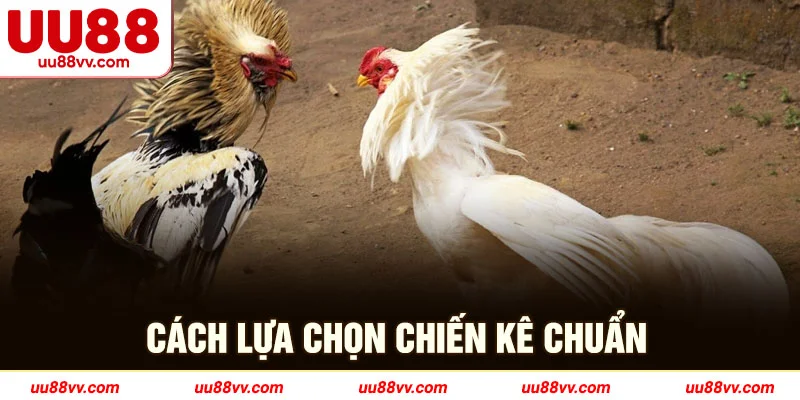 Cách lựa chọn chiến kê chuẩn 