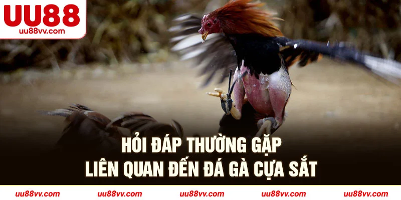 Hỏi đáp thường gặp liên quan đến đá gà cựa sắt