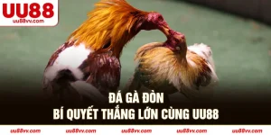 Đá gà đòn bí quyết thắng lớn cùng UU88
