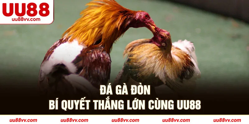 Đá gà đòn bí quyết thắng lớn cùng UU88