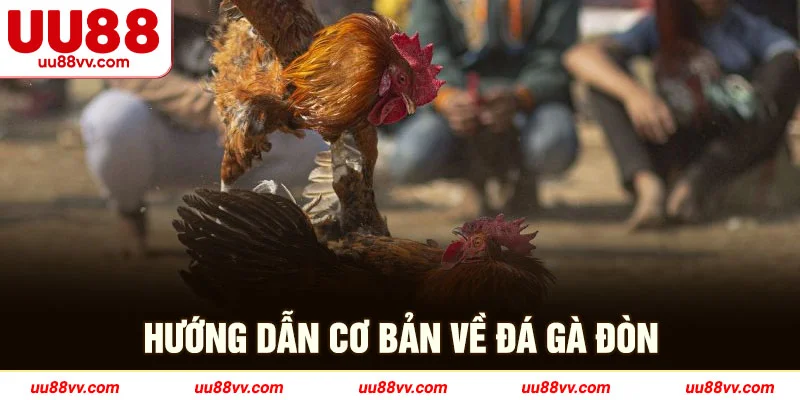 Hướng dẫn cơ bản về đá gà đòn