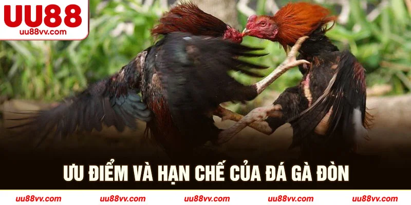 Ưu điểm và hạn chế của đá gà đòn