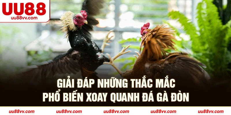 Giải đáp những thắc mắc phổ biến xoay quanh đá gà đòn